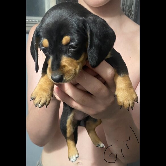 Dachshund (Standard &amp; Miniature) - Dogs