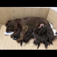 Cocker Spaniel (Working &amp; Show) - Both