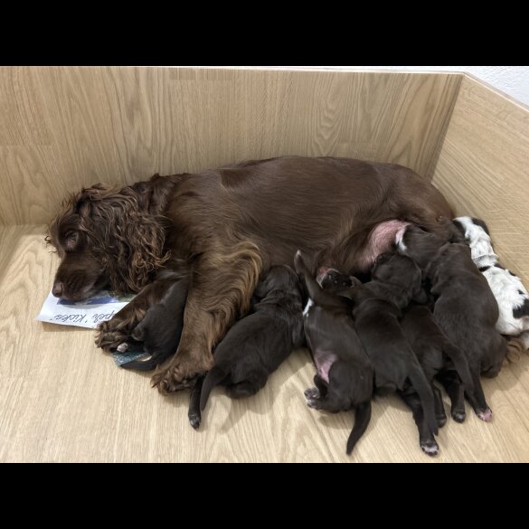 Cocker Spaniel (Working &amp; Show) - Both