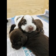 Cocker Spaniel (Working &amp; Show) - Both