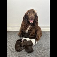 Cocker Spaniel (Working &amp; Show) - Both