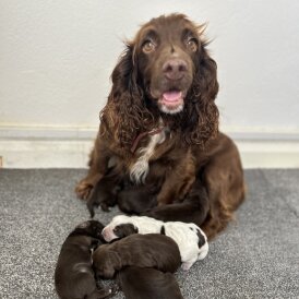 Cocker Spaniel (Working &amp; Show) - Both