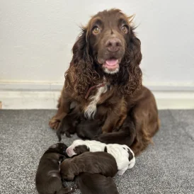 Cocker Spaniel (Working &amp; Show) - Both