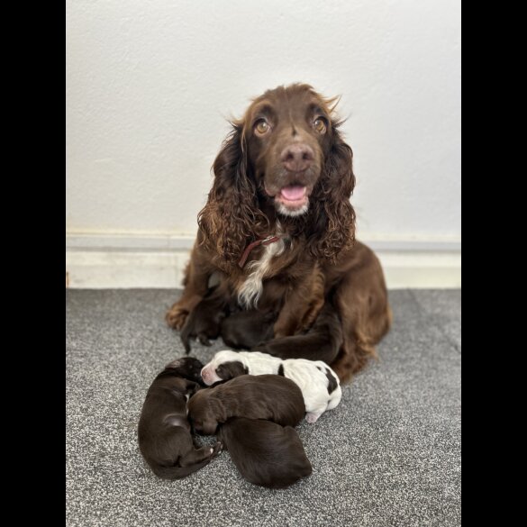 Cocker Spaniel (Working &amp; Show) - Both