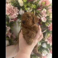 Cavapoo - Both