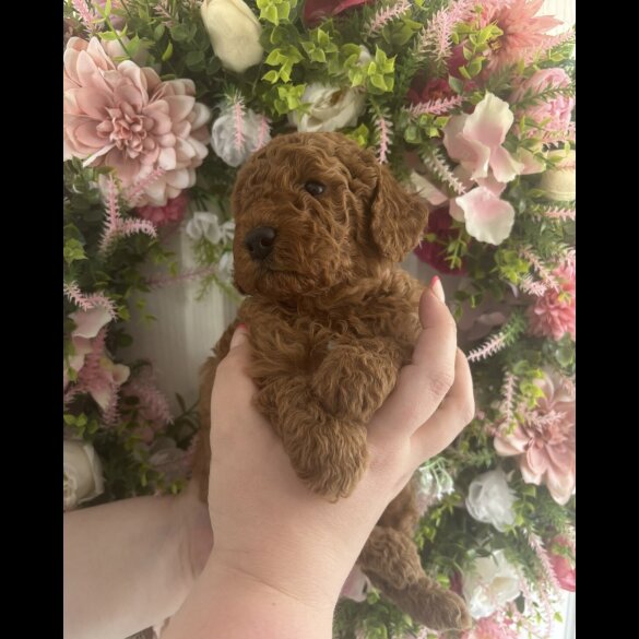 Cavapoo - Both
