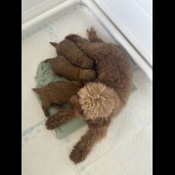 Cavapoo - Both