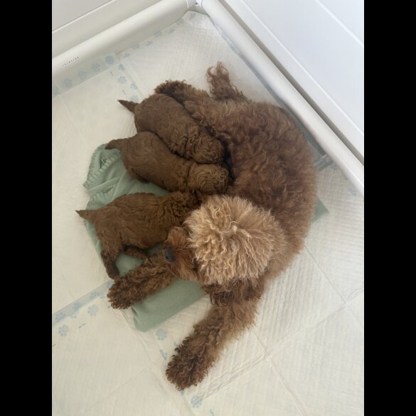 Cavapoo - Both