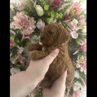 Cavapoo - Both