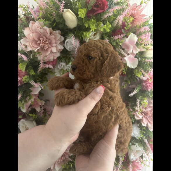 Cavapoo - Both