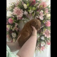 Cavapoo - Both