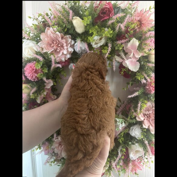 Cavapoo - Both