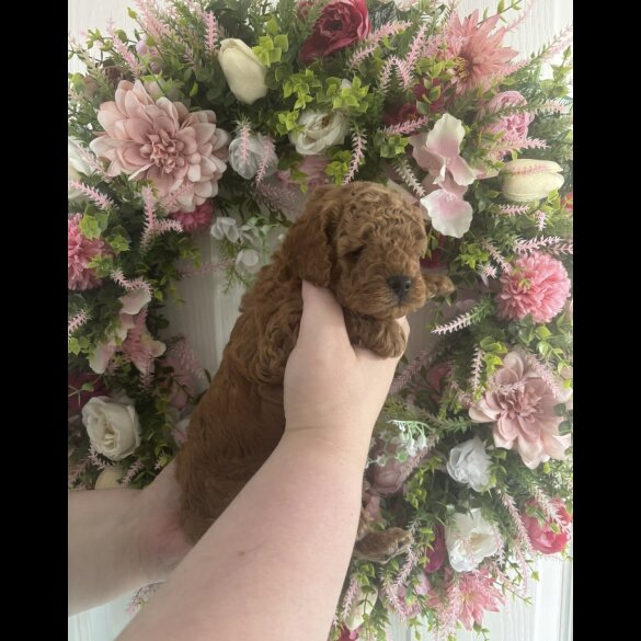 Cavapoo - Both