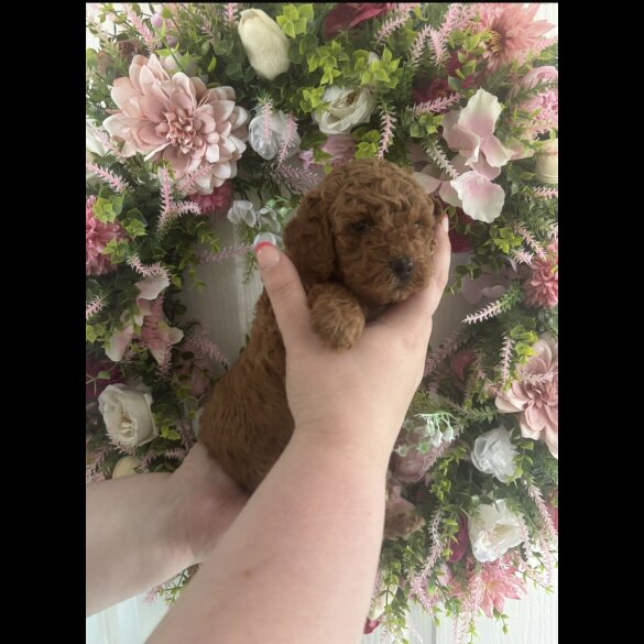 Cavapoo - Both