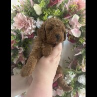 Cavapoo - Both