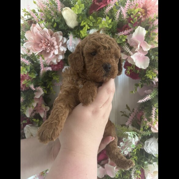Cavapoo - Both