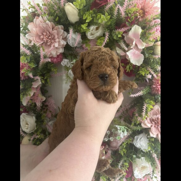Cavapoo - Both