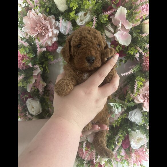Cavapoo - Both