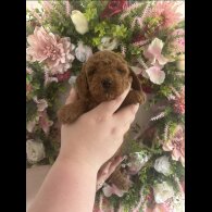 Cavapoo - Both
