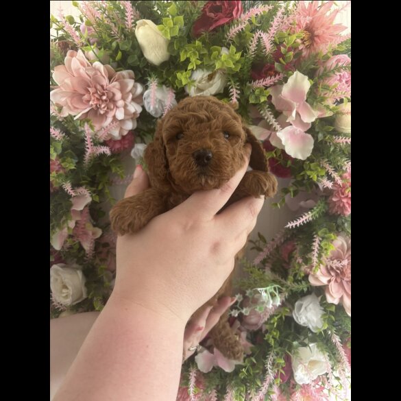 Cavapoo - Both
