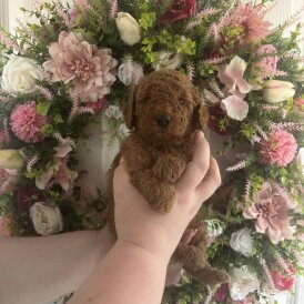 Cavapoo - Both