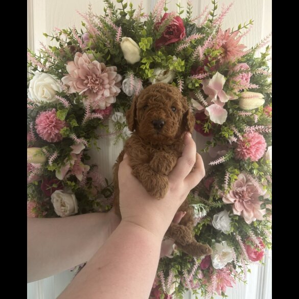 Cavapoo - Both