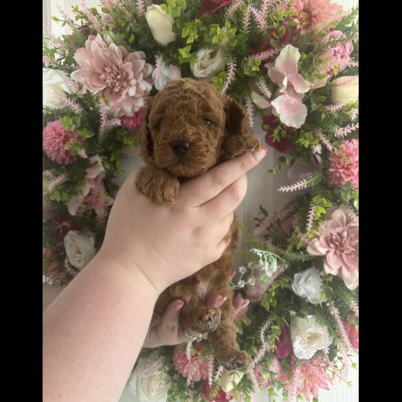 Cavapoo - Both