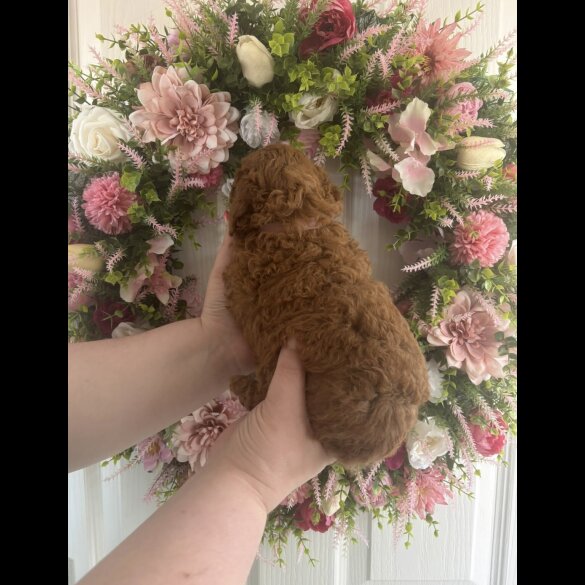 Cavapoo - Both