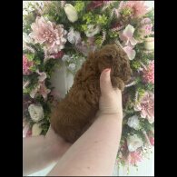 Cavapoo - Both