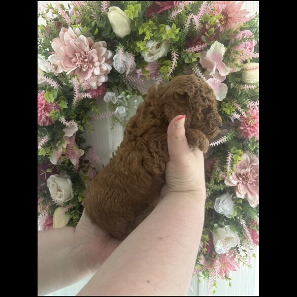 Cavapoo - Both