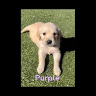 Golden Retriever - Both