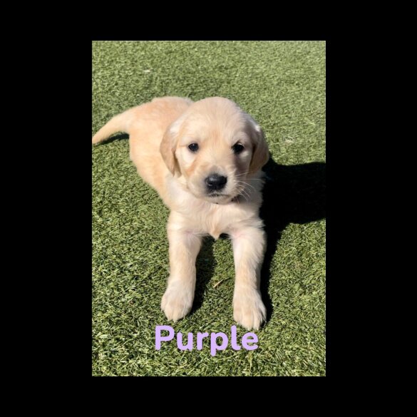 Golden Retriever - Both