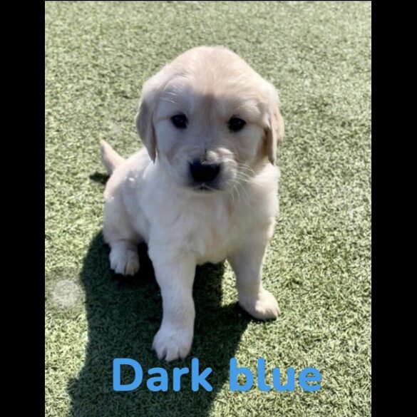 Golden Retriever - Both