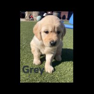 Golden Retriever - Both