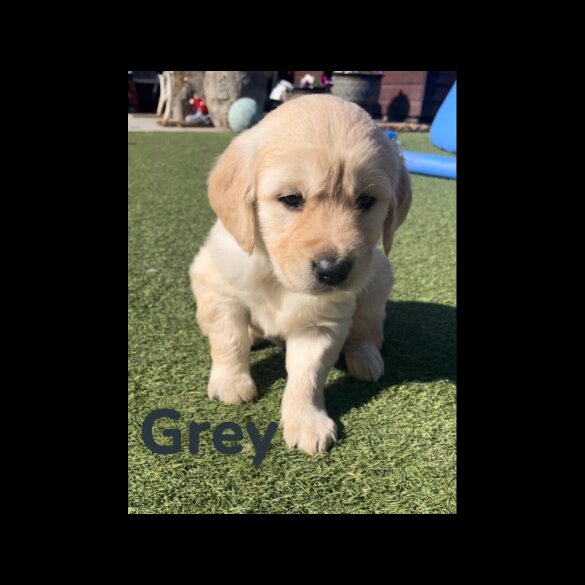 Golden Retriever - Both