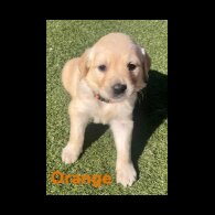 Golden Retriever - Both