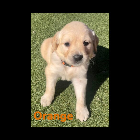 Golden Retriever - Both