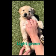 Golden Retriever - Both