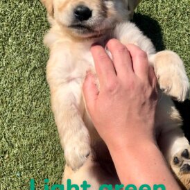 Golden Retriever - Both