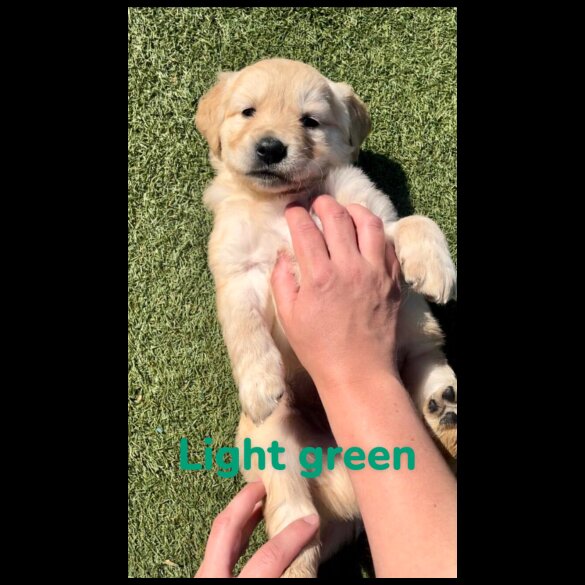 Golden Retriever - Both