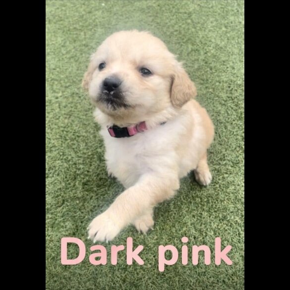 Golden Retriever - Both