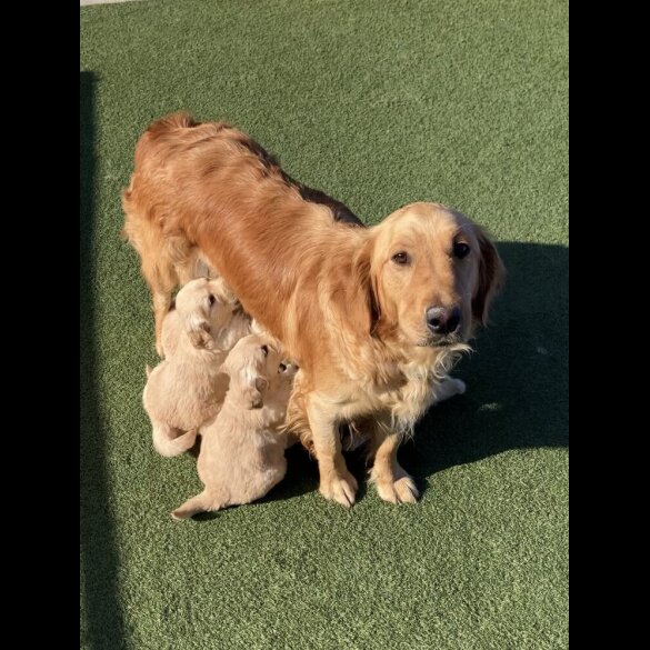 Golden Retriever - Both