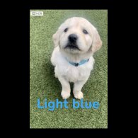 Golden Retriever - Both