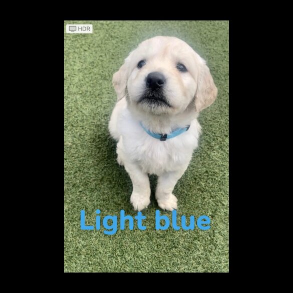 Golden Retriever - Both