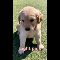 Golden Retriever - Both