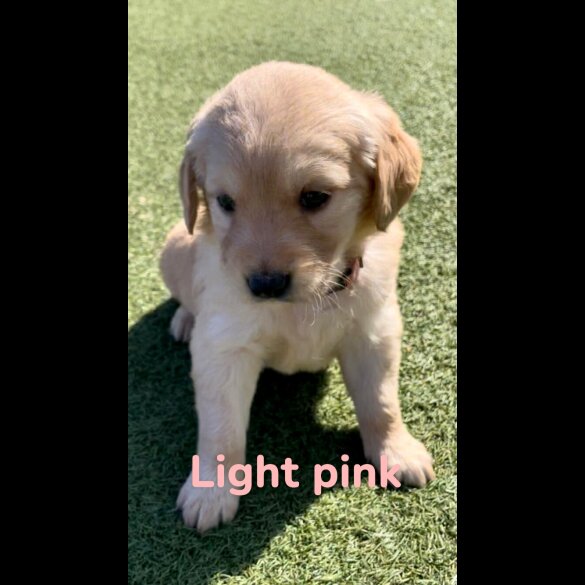 Golden Retriever - Both