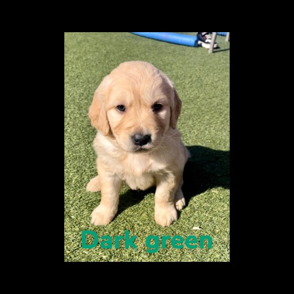 Golden Retriever - Both