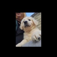 Golden Retriever - Both