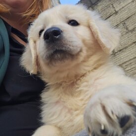 Golden Retriever - Both