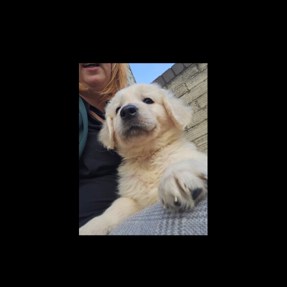 Golden Retriever - Both